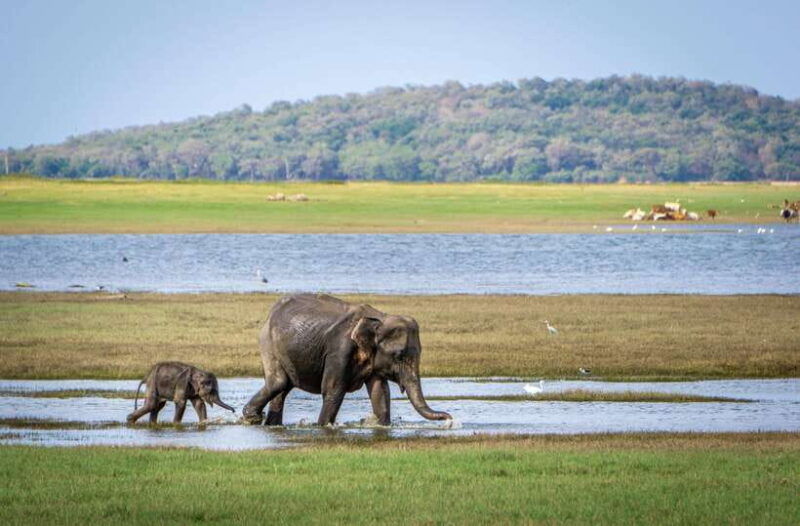sri-lanka-3-day-top-temple-tour-to-the-cultural-triangle