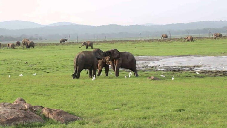 sri-lanka-3-day-tourexplore-sigiriya-kandy-and-nuwara-eliya
