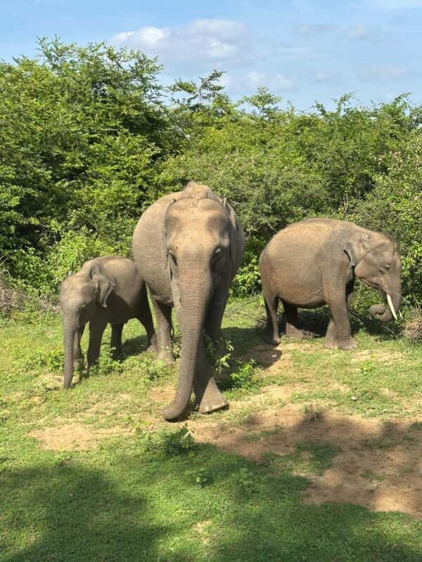 Sri Lanka 3-Day Yala Safari  Ella  Cultural Highlights - Who Is This Tour Best For?
