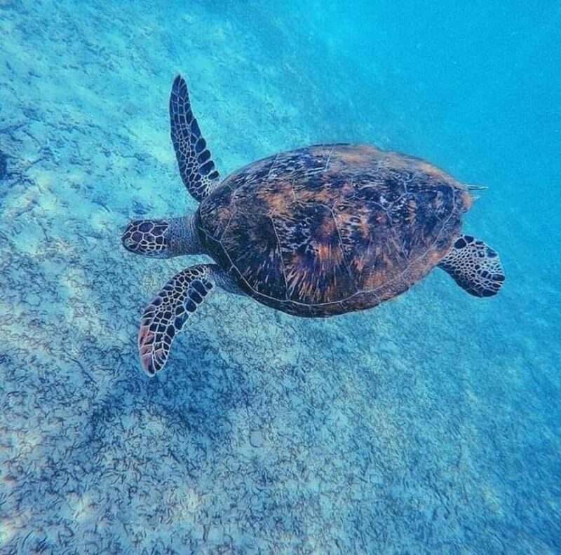 Sri Lanka: 3-Days private South Coast Tour with hotel - Key Points