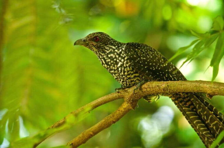 sri-lanka-4-day-tour-ancient-ruins-wildlife-hill-country
