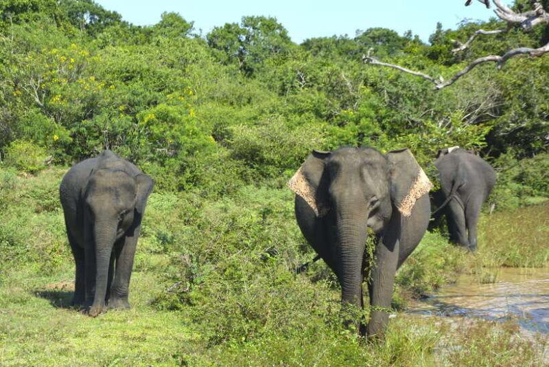 sri-lanka-4-day-tour-to-kitulgala-kandy-and-sigiriya
