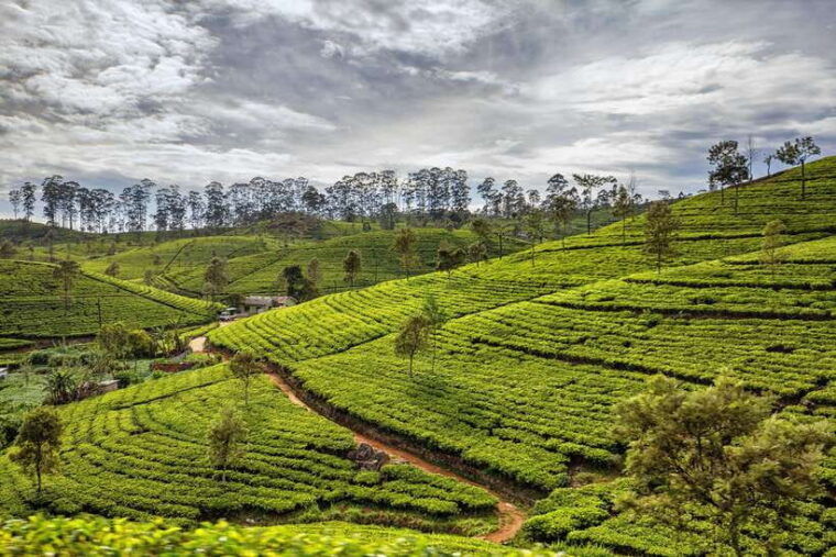 sri-lanka-4-day-tour-to-kitulgala-kandy-and-sigiriya