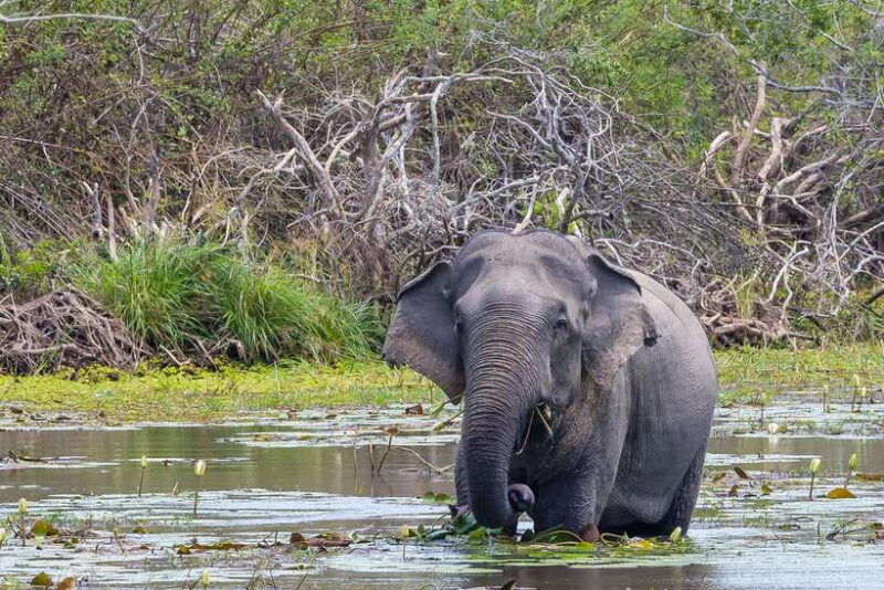sri-lanka-4n5day-guided-full-tour-with-hotel-accommodations