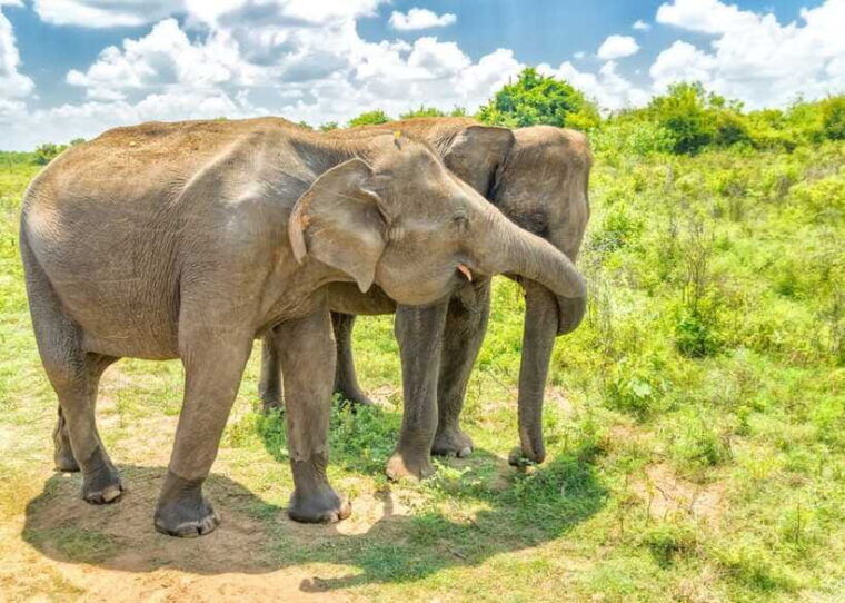 sri-lanka-5-day-tour-with-hill-country-cultural-triangle