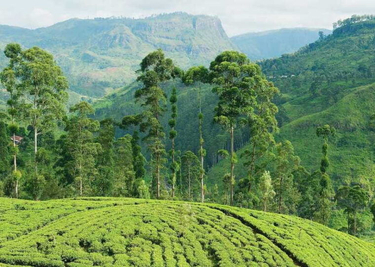 sri-lanka-5-day-tour-with-hill-country-cultural-triangle