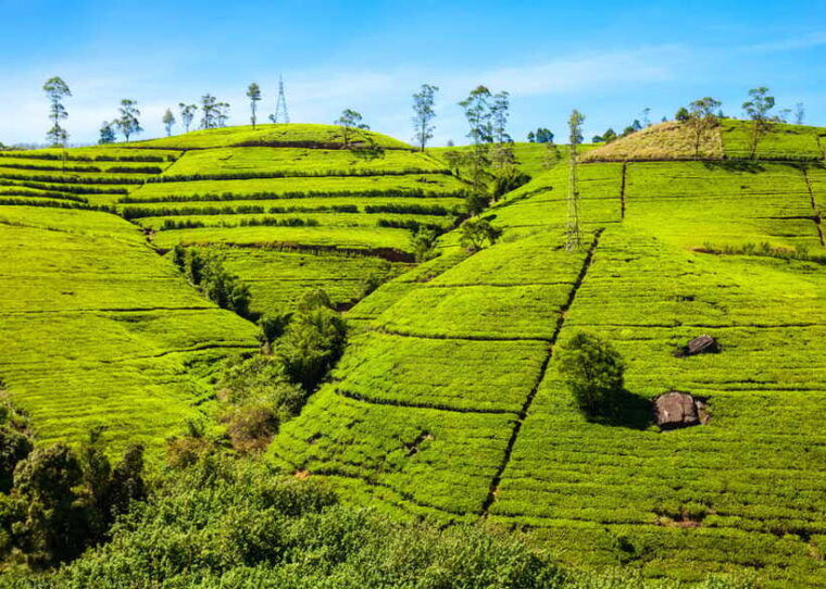 sri-lanka-5-day-tour-with-hill-country-cultural-triangle