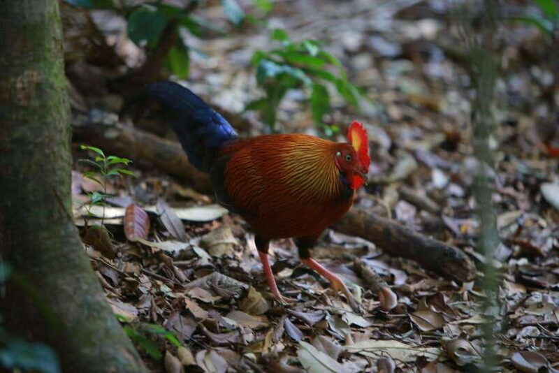 sri-lanka-6-day-wildlife-safari-private-tour