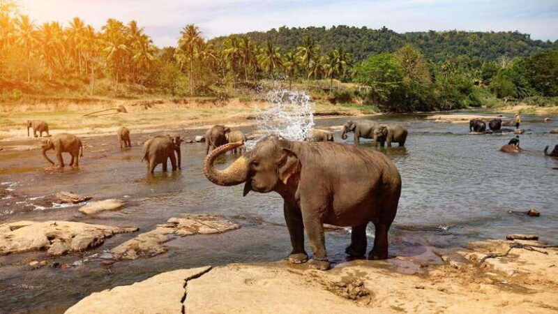 sri-lanka-6-daytour-of-kandy-nuwara-eliya-bentota-colombo