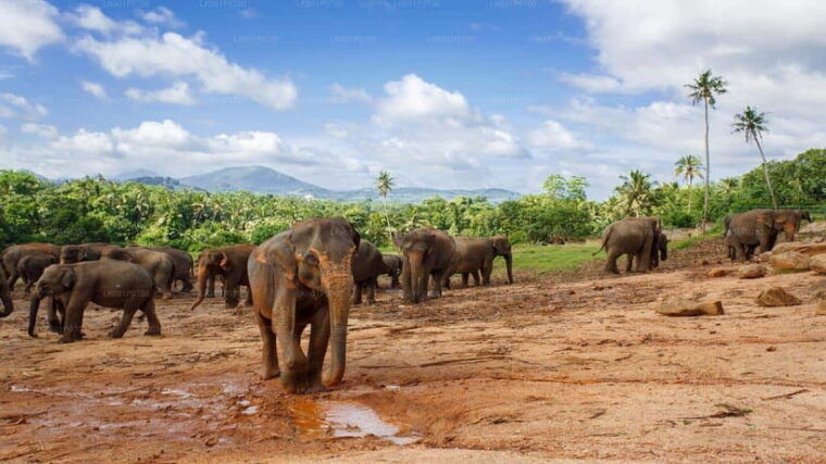 sri-lanka-6-daytour-of-kandy-nuwara-eliya-bentota-colombo