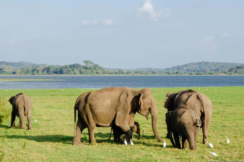 Sri Lanka: 7-Day Wildlife Safari and Eco Tour with Hotels - Detailed Review of the 7-Day Sri Lanka Wildlife and Eco Tour