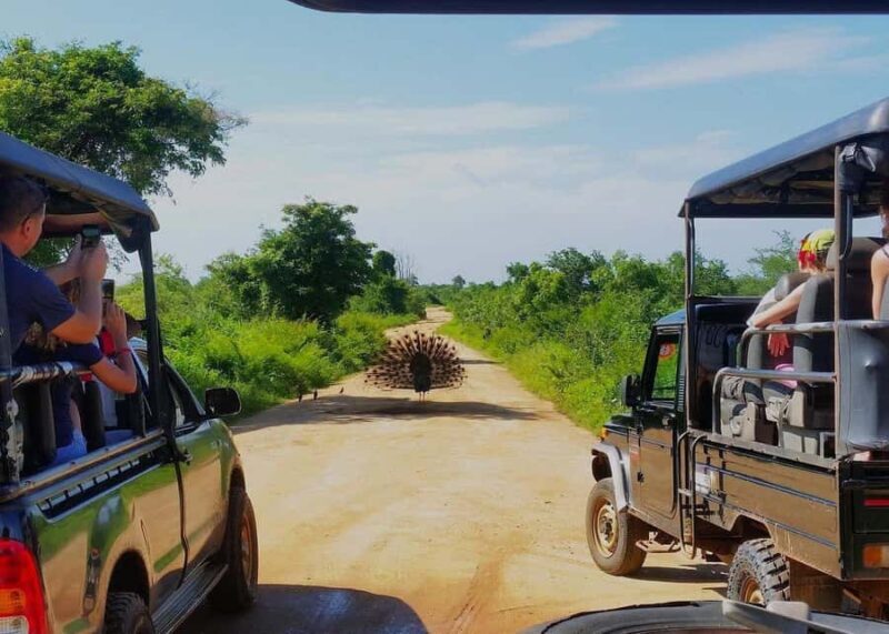 Sri Lanka: 7-Day Wildlife Safari and Eco Tour with Hotels - Final Thoughts: Is This Tour Right for You?