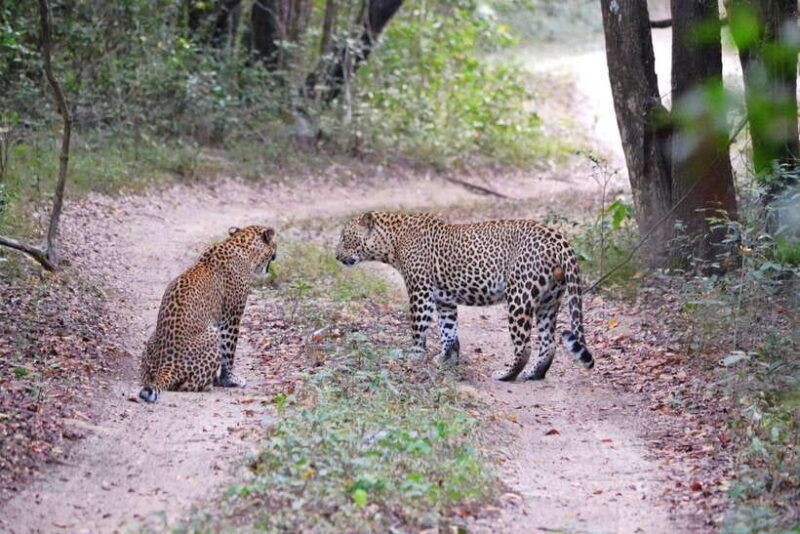 sri-lanka-8-day-private-tour-25-amazing-placesactivities