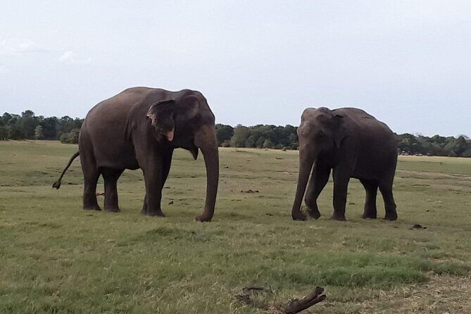 Sri Lanka Adventure Tour Jeep Safaris and Village Experience - In-Depth Look at the Itinerary