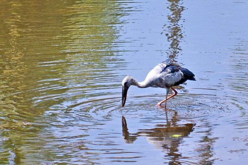 sri-lanka-bentota-private-mangrove-lagoon-and-river-cruise