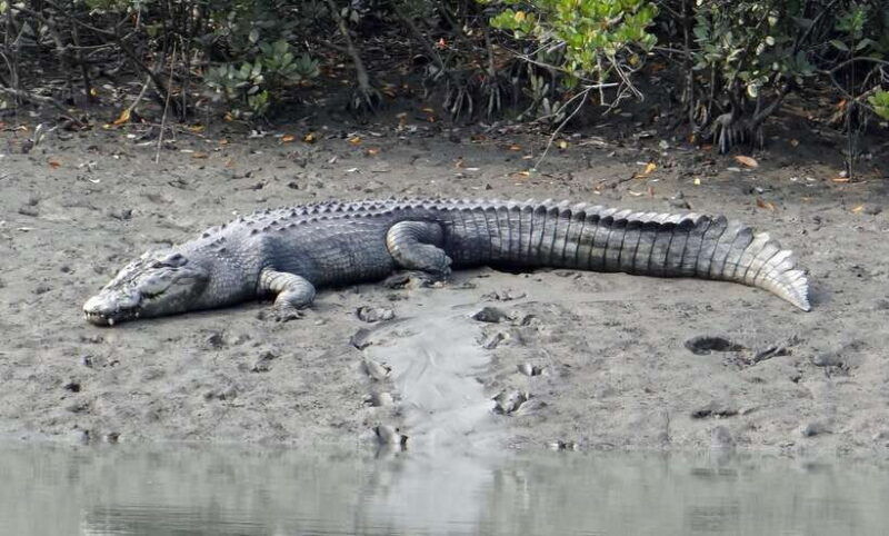 sri-lanka-bentota-private-mangrove-lagoon-and-river-cruise