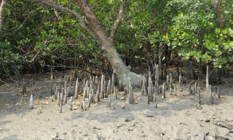 sri-lanka-bentota-private-mangrove-lagoon-and-river-cruise