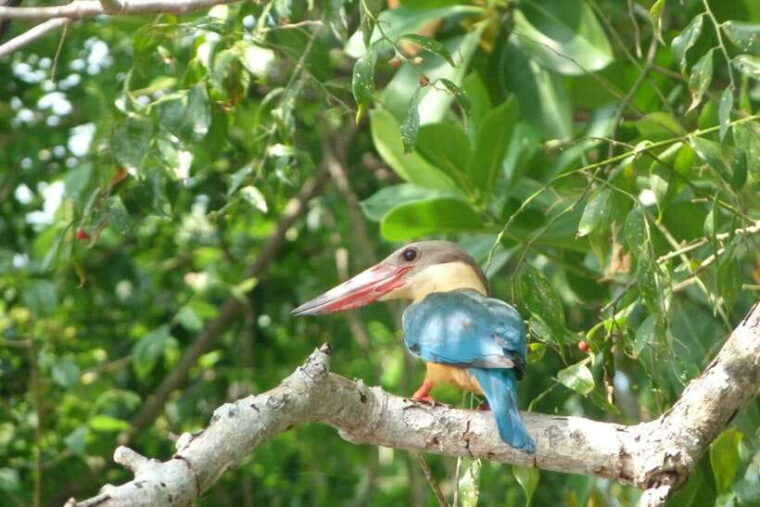 sri-lanka-bentota-private-mangrove-lagoon-and-river-cruise