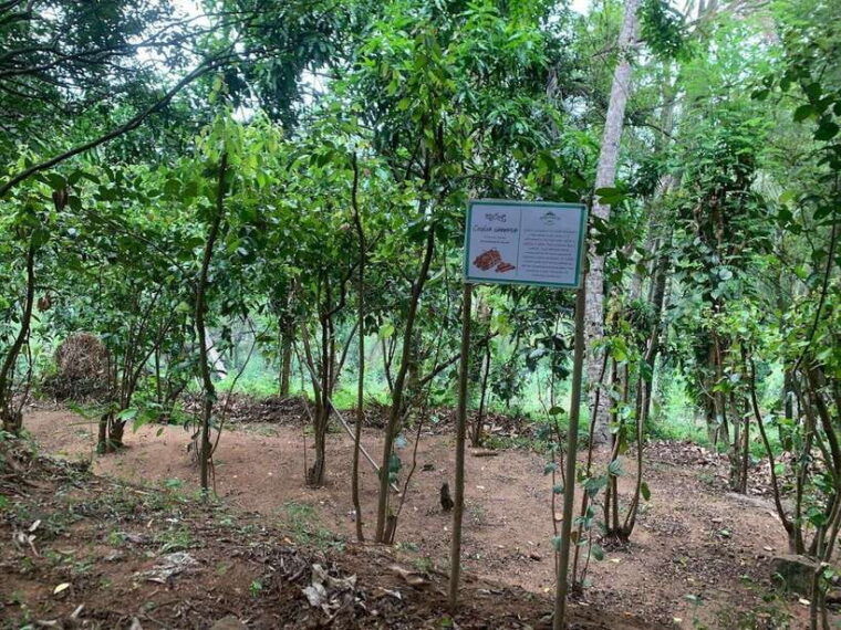 sri-lanka-ceylon-cinnamon-experience-spice-garden-tour