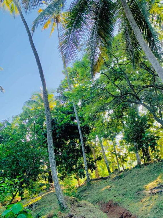 sri-lanka-ceylon-cinnamon-experience-spice-garden-tour