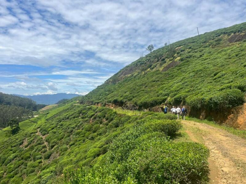 Sri Lanka: Ceylon Royal Tea Trails Trekking Tour - An In-Depth Look at the Ceylon Royal Tea Trails Trekking Tour