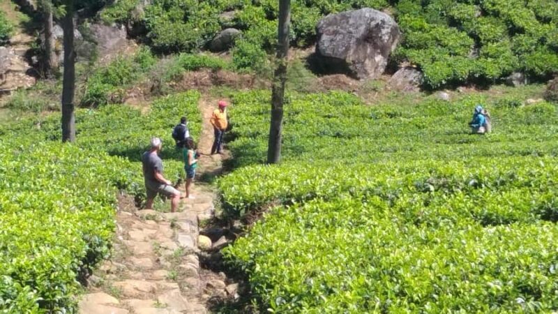 Sri Lanka: Ceylon Royal Tea Trails Trekking Tour - Authenticity and Unique Experiences