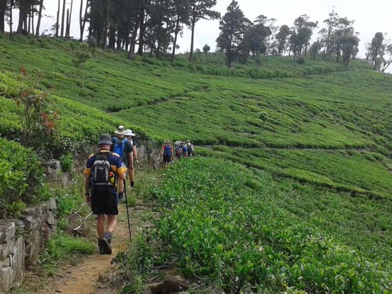 Sri Lanka: Ceylon Royal Tea Trails Trekking Tour - Who Would Love This Tour?