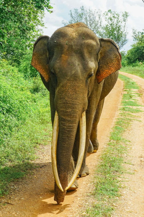 sri-lanka-cultural-triangle-full-circle-3-day-tour