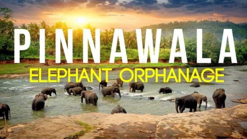 sri-lanka-day-tour-to-pinnawala-elephant-orphanage-zoo
