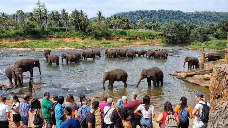 sri-lanka-day-tour-to-pinnawala-elephant-orphanage-zoo