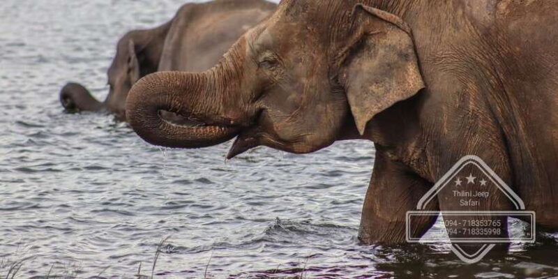 sri-lanka-elephant-safari-adventure-with-hotel-pickup