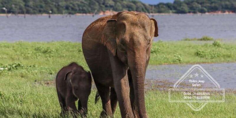 sri-lanka-elephant-safari-adventure-with-hotel-pickup
