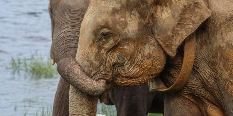 sri-lanka-elephant-safari-adventure-with-hotel-pickup