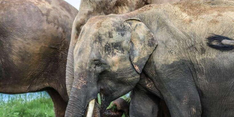 sri-lanka-elephant-safari-adventure-with-hotel-pickup