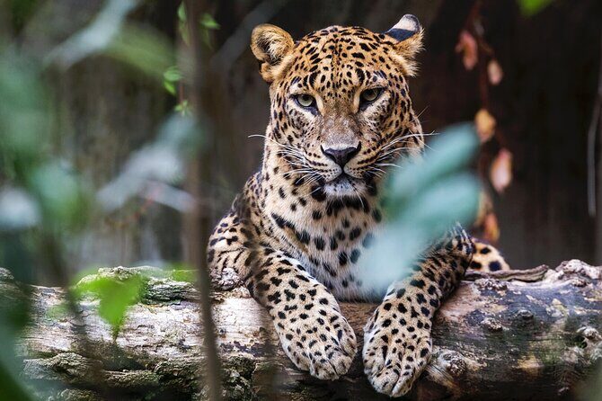 Sri Lanka Experience for 12 days-Private Basis - The Sum Up