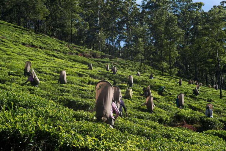 sri-lanka-heritage-sites-6-day-private-guided-tour
