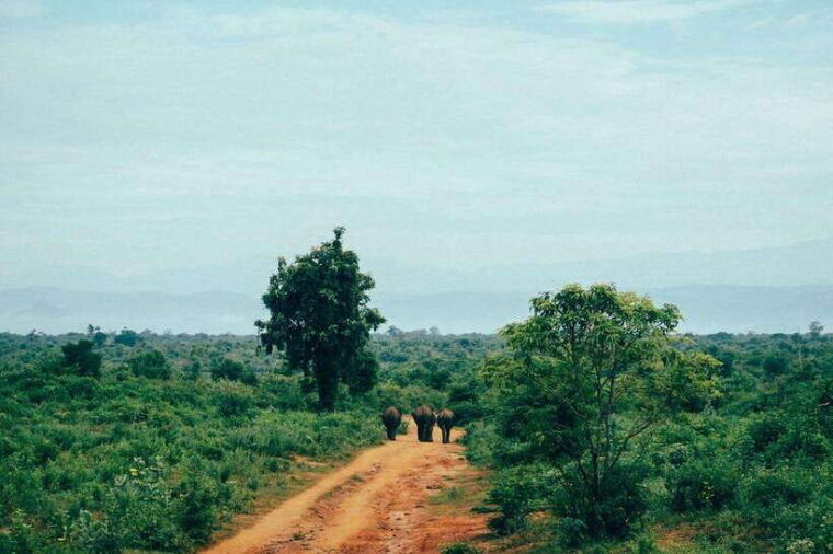 sri-lanka-in-6-days-ancient-kingdoms-and-wild-wonders