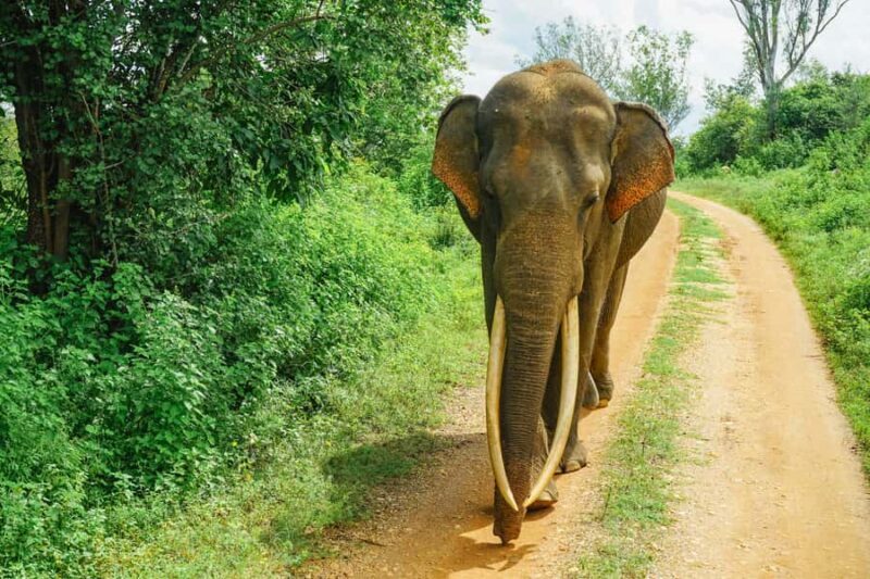 Sri Lanka jungle tour 4 days-rainforests, national parks... - Coastal Adventures and Cultural Highlights