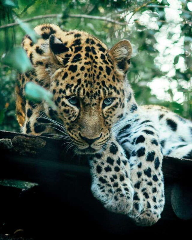 sri-lanka-private-10-day-round-tour-car-guide-hotels-food