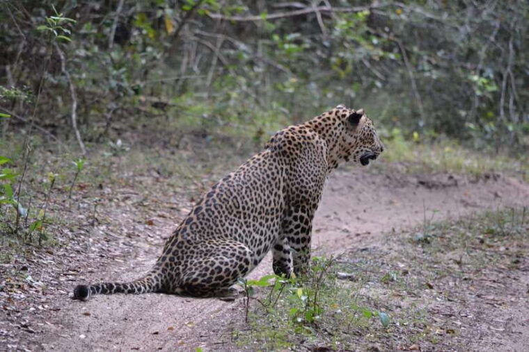 sri-lanka-private-10-day-round-tour-car-guide-hotels-food