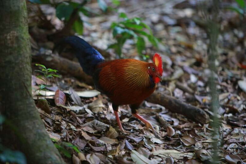 Sri Lanka Private Tour- Beach, Sinharaja, Yala, Udawalawe - Final Thoughts: Who Is This Tour Best For?