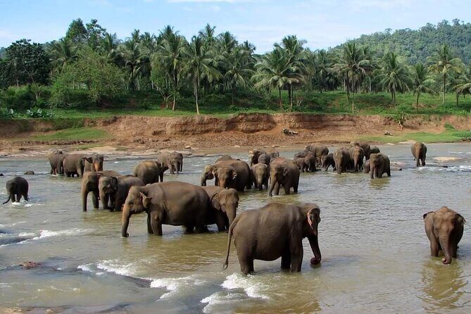 Sri Lanka Private Tour with Driver  Flexible Dates & Itinerary - An Honest Look at the Sri Lanka Private Tour with Driver