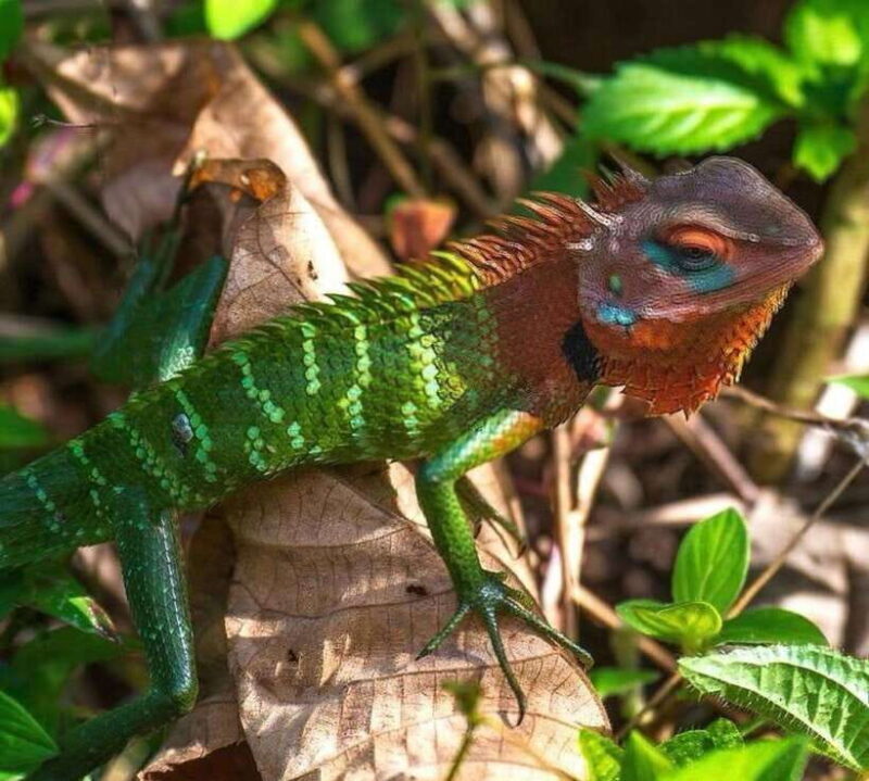 Sri Lanka : Sinharaja Rainforest Guided Trek with Pickup - Verdict: Who Should Consider This Tour?