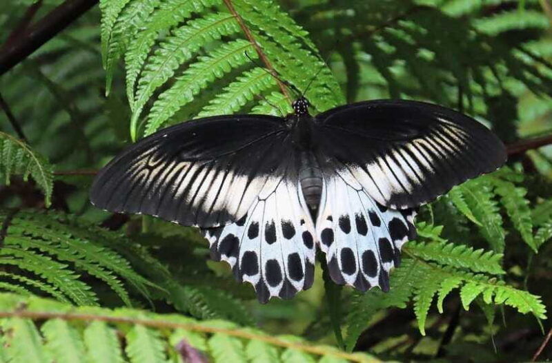 sri-lanka-sinharaja-rainforest-guided-trek-with-pickup