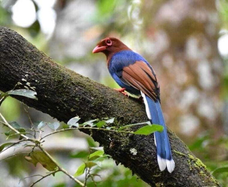 sri-lanka-sinharaja-rainforest-guided-trek-with-pickup