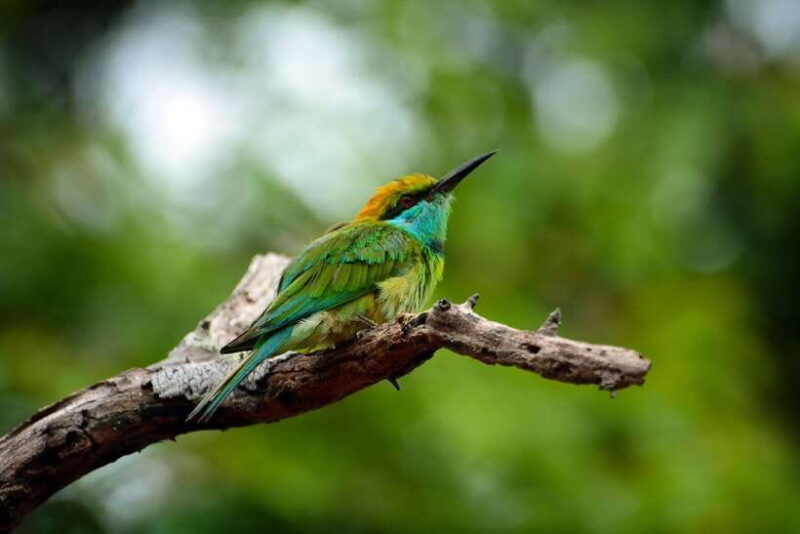 sri-lanka-sinharaja-rainforest-tour-from-colombo-bentota