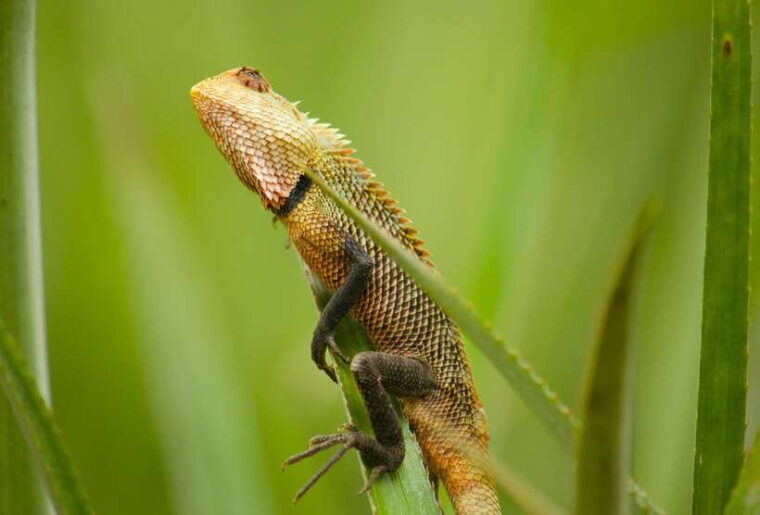 sri-lanka-sinharaja-rainforest-tour-from-colombo-bentota