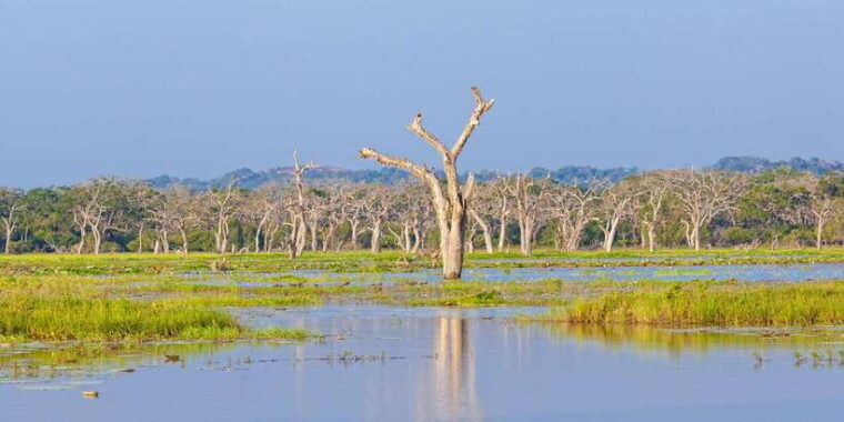 sri-lanka-wilpattu-national-park-safari-tour-in-a-4wd-jeep