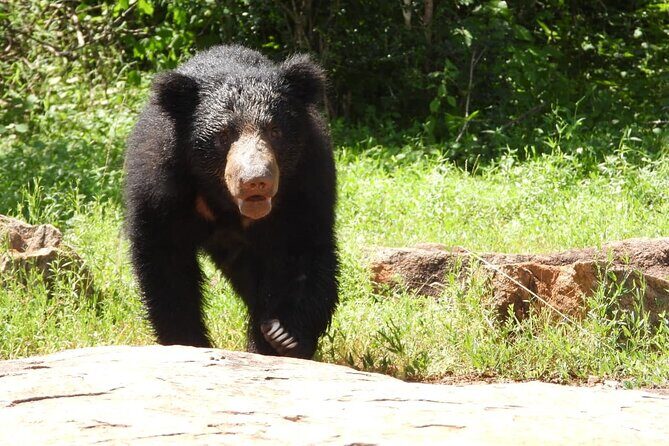Sri Lanka Yala National Park Wildlife Private Tour - Who Will Enjoy This Safari Most?