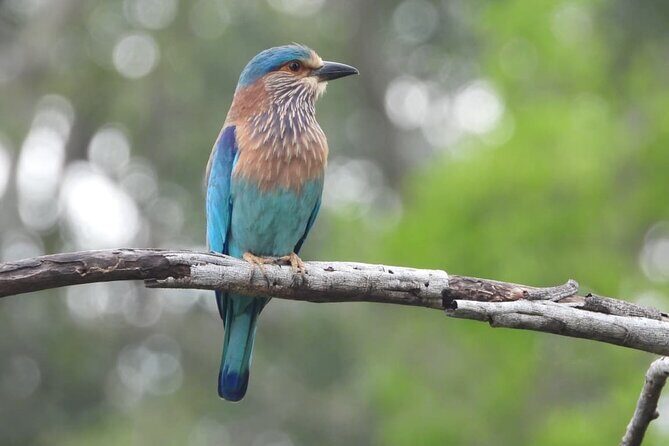 Sri Lanka Yala National Park Wildlife Private Tour - Final Thoughts